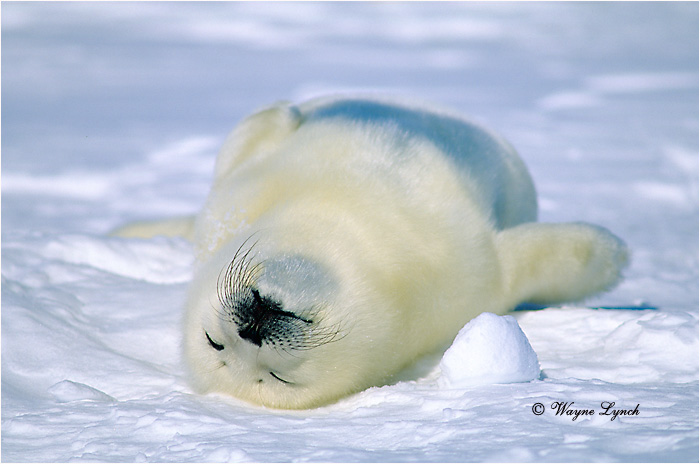 Harp Seal Pup 104 by Dr. Wayne Lynch &copy;